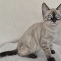 Magnifiques chatons bengal loof #5