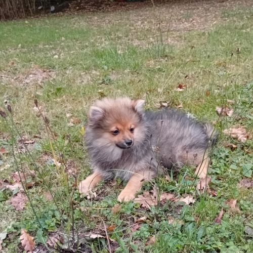 Magnifique chiot spitz male orange  (en mue) 4mois