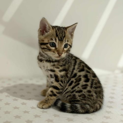 Chatons bengal loof haute qualité