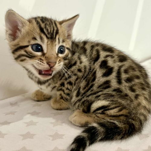 Chatons bengal loof haute qualité