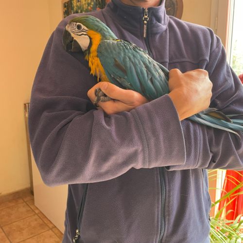 Perroquet ara bleu et jaune bébé femelle