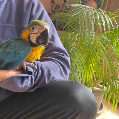 Perroquet ara bleu et jaune bébé femelle #3