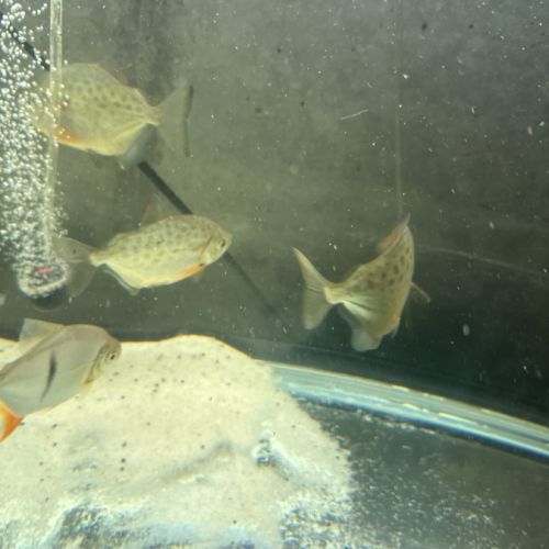 5 metynnis maculatus