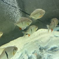 5 metynnis maculatus #1