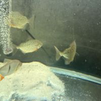 5 metynnis maculatus