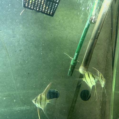 5 altums magnifiques