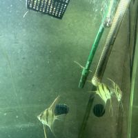 5 altums magnifiques