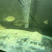 4 geophagus #1