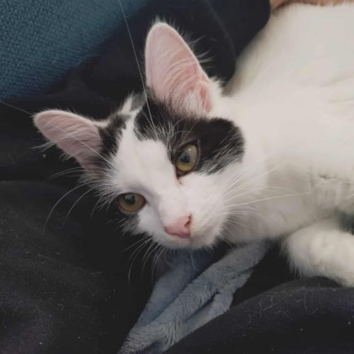 Alaïa 01/06/2025 #1