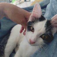 Alaïa 01/06/2025 #3