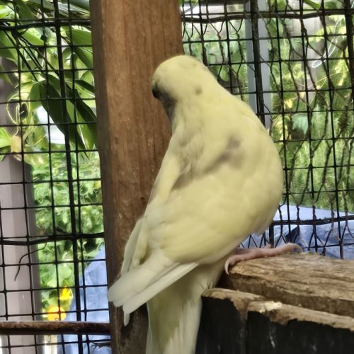 Perruches kakarikis disponibles #2