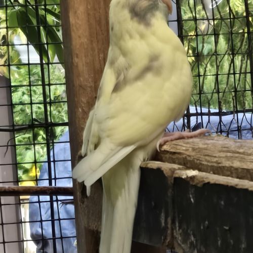 Perruches kakarikis disponibles #3