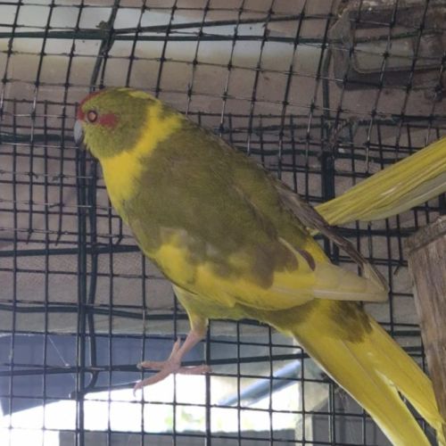 Perruches kakarikis disponibles #0