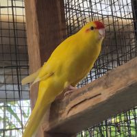 Perruches kakarikis disponibles #1