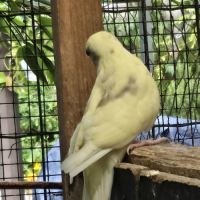 Perruches kakarikis disponibles #2