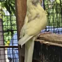 Perruches kakarikis disponibles #3