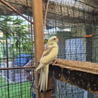 Perruches kakarikis disponibles #4