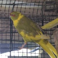 Perruches kakarikis disponibles