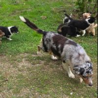 Chiot berger australien