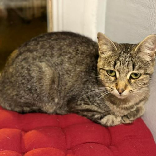 Sia-adorable minette #4