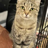 Sia-adorable minette #0