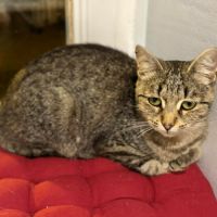 Sia-adorable minette #4