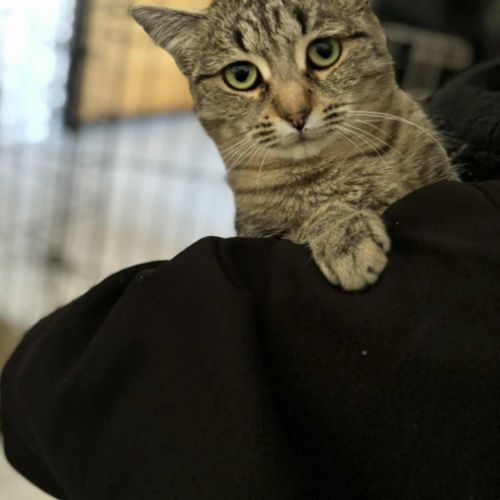 Adorable minette-sia #0