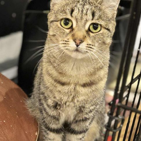 Adorable minette-sia #3