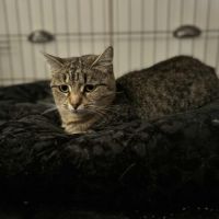 Adorable minette-sia #1