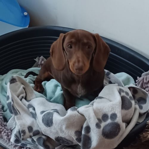 Teckels nain et kaninchen chocolat arlequin