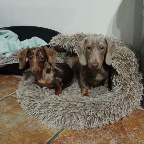 Teckels nain et kaninchen chocolat arlequin