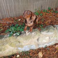 Teckels nain et kaninchen chocolat tan pedigrée