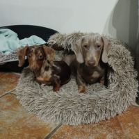 Teckels nain et kaninchen chocolat arlequin