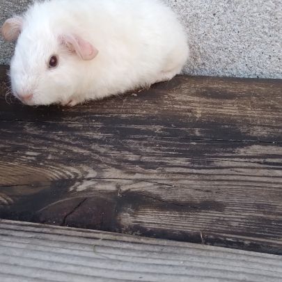 Bébé cochon d'inde rex #1