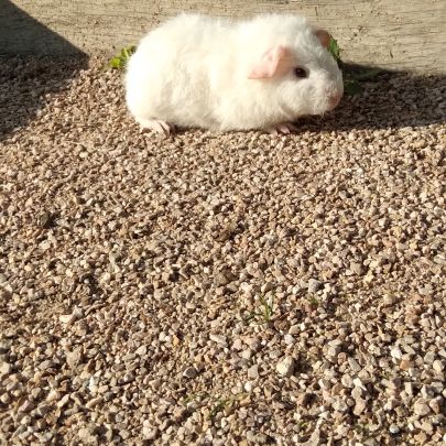 Bébé cochon d'inde rex #2