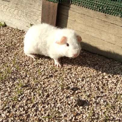 Bébé cochon d'inde rex #3