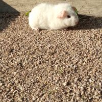 Bébé cochon d'inde rex #2