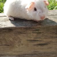 Bébé cochon d'inde rex