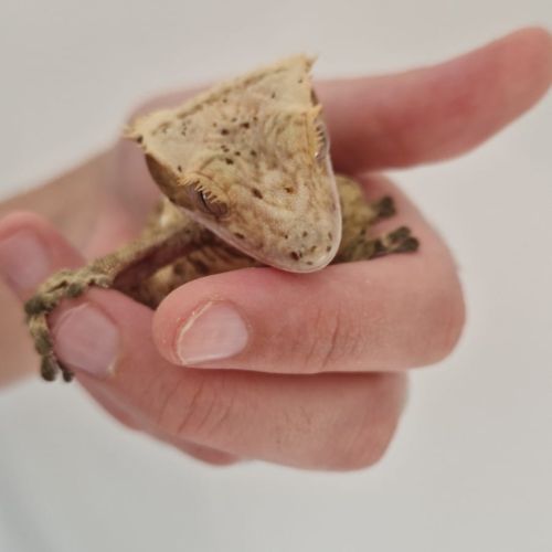 Gecko à crête femelle dalmatien yellow flame #0