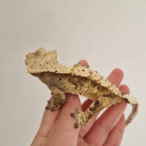 Gecko à crête femelle dalmatien yellow flame #3