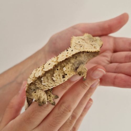 Gecko à crête femelle dalmatien yellow flame #4