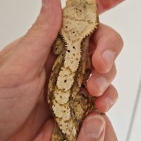 Gecko à crête femelle dalmatien yellow flame #2