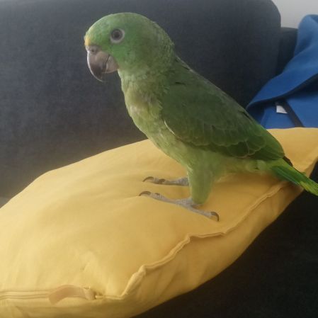 Mâle amazone a nuque d or a vendre