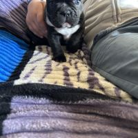 Femelles bouledogue français #0