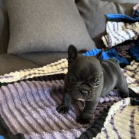 Femelles bouledogue français #2