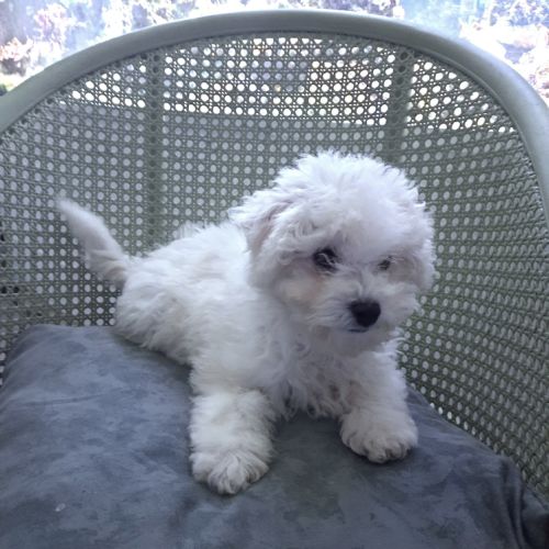 Bichon frise #0