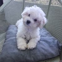 Bichon frise #2