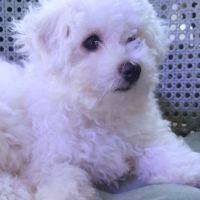 Bichon frise #3