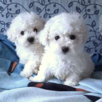 Bichon frise