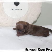 Sublimes chiots chihuahuas lof à réserver